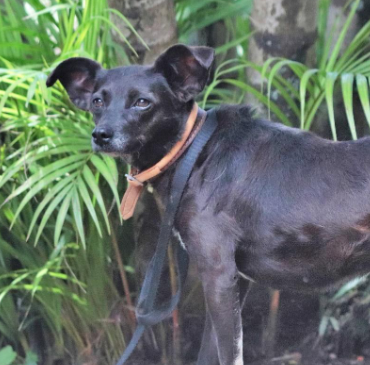 Foto de uma cachorra de perfil em pé em um jardim. Ela tem porte médio, olhos pretos e pelos baixos também pretos e usa uma guia preta. Atrás dela, há diversas plantas.