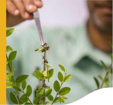 Vale employee holds a small ant with the help of tweezers. In front of him, there is a plant