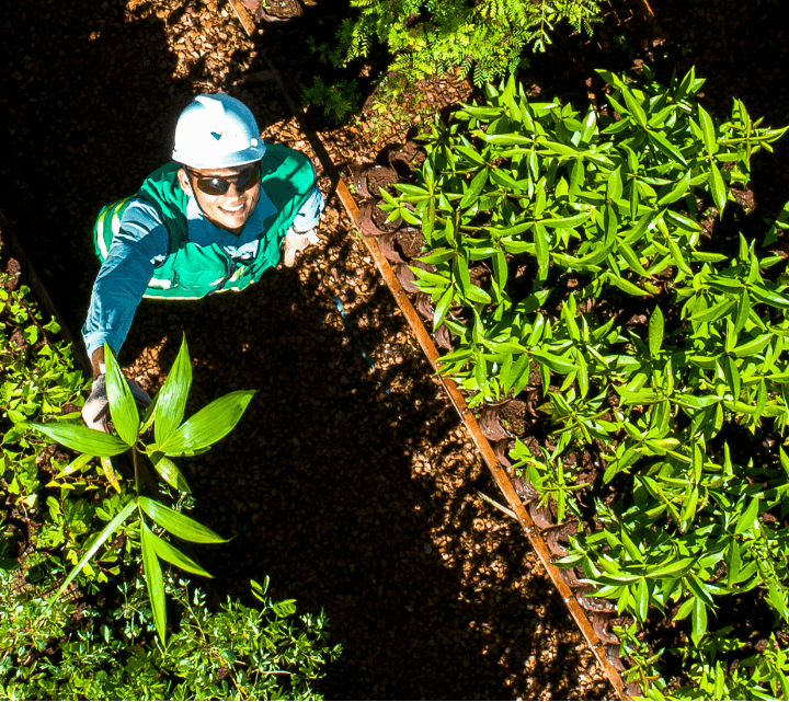 Foto com uma visão de cima de um empregado da Vale no meio de uma plantação. O empregado está olhando para cima e utiliza capacete, óculos, uniforme da Vale e colete verde