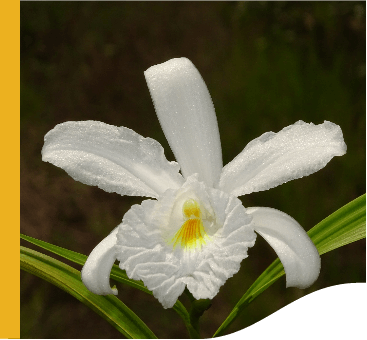 White orchid with a yellow center and two green leaves.