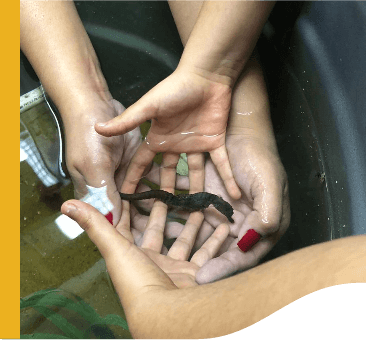 Photo of four hands holding a seahorse in the water