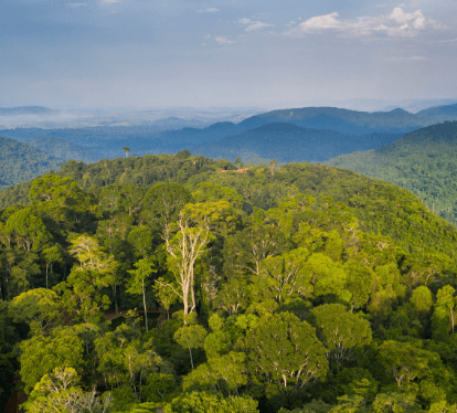 Space full of trees and montains