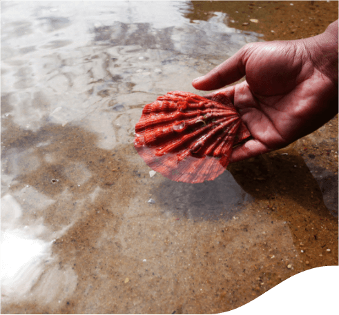 Photo of a hand holding an orange shell at the sea coast.