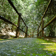 Photo of the floor angle, from down upwards, of a cement path with wooden fence and vegetation with trees around it.