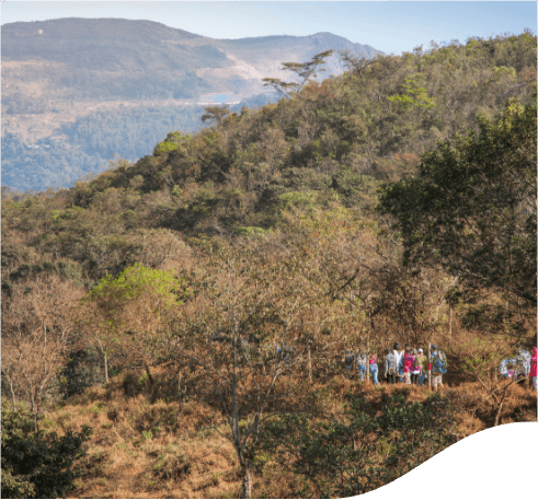 Grande espaço arborizado onde algumas pessoas fazem trilha no canto direito da imagem.