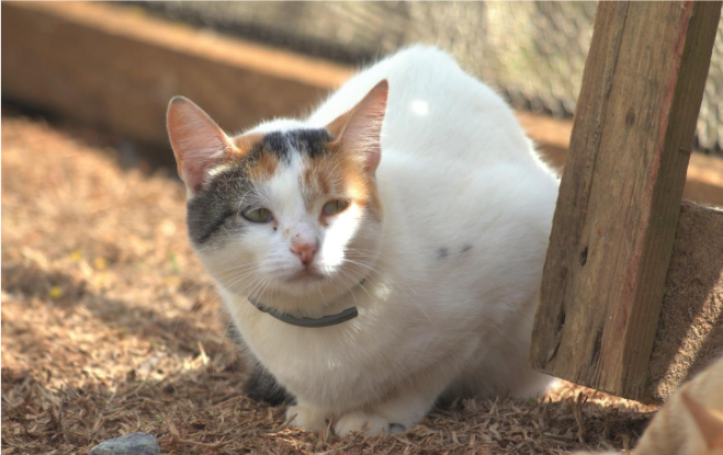 Foto de uma gata sentada na terra. Ela é pequena, tem olhos claros e pelos curtos brancos. Na região do rosto, no entanto, tem pelos nas cores caramelo, branco e preto.