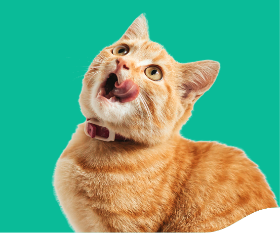 Um gato, de pelos laranja, está olhando para cima e com a língua para fora. Ele usa uma coleira vermelha com detalhe branco.