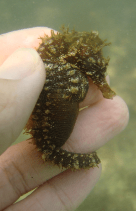 Photo of a hand holding a small seahorse in the water
