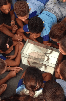 Photo of several children around an aquarium, watching the animal in there.