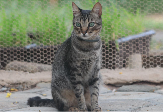 Foto de um gato sentado no chão. Ela tem porte pequeno, olhos verdes e pelos curtos nas cores preto, branco, cinza e caramelo. Atrás dele, há um grande espaço de terra e gramado e grades de metal.