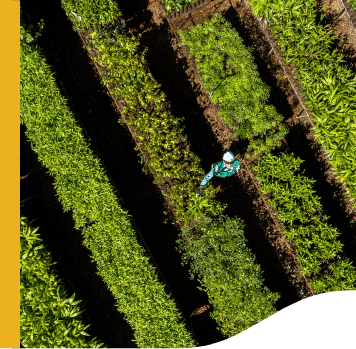 Aerial photo of a Vale employee in the middle of a plantation.