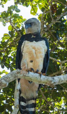 photo of a hawk on a tree branch