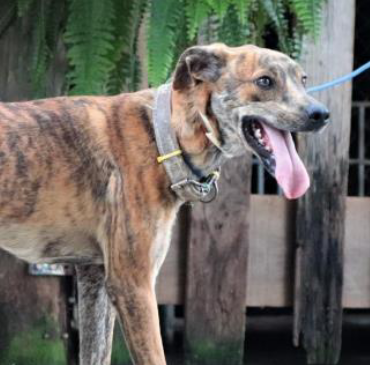 Foto de cachorro de perfil andando num pátio. Ele tem porte grande, olhos escuros e pelos curtos caramelos com manchas brancas e pretas e usa uma coleira cinza.  Atrás dele, há uma parede de tijolos laranjas, um portão de madeira e plantas.