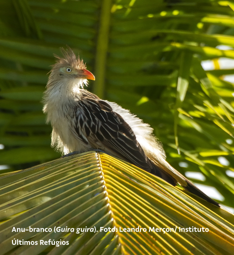 Pássaro com bico médio, olhos atentos, pelos da cabeça arrebitado e cauda longa repousa sobre folha de coqueiro.