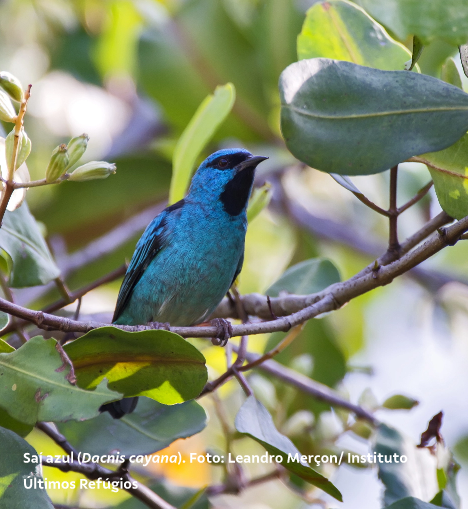 Um passarinho de penas azuis e pescoço preto está apoiado no galho de uma árvore.