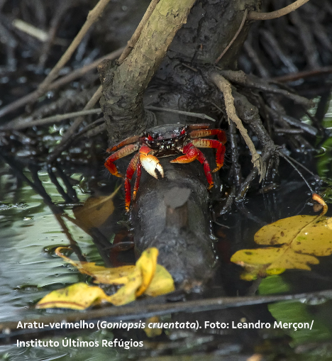Espécie rara de caranguejo que tem 6 patas de apoio, 2 patas mindinhas e 2 patas de morder caminha em tronco de árvore em manguezal com flores caídas na água.