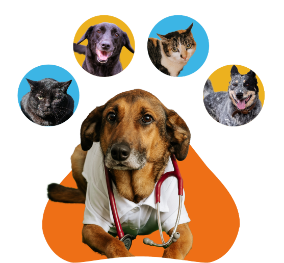 Somos a rede de apoio que você precisa para o seu Cão! 🏡 R