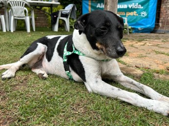 Cachorro preto e branco, com pelagem curta, deitado na grama