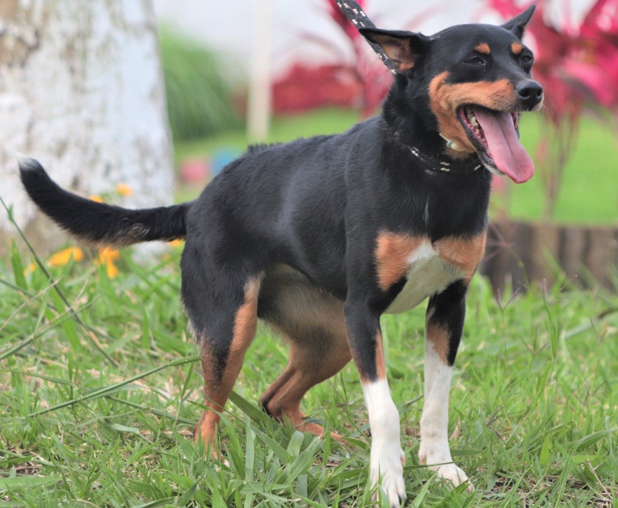 Cachorra com pelo curto preto com detalhes em caramelo no rosto, orelhas e patas. Ela está de pé em um gramado com a língua para fora