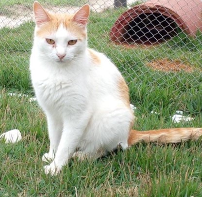 gato branco com detalhes em laranja sentado em um gramado