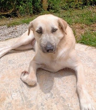 Cachorro com pelos curtos em um tom de marrom claro com detalhes brancos. Está sentado e olha para  a foto