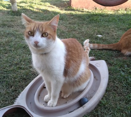 Gata com pelagem branca e laranja, está de pé em um gramado