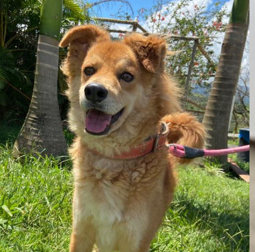 Foto de cachorro em pé na grama com a língua para fora. Ele tem porte grande, olhos pretos e pelos longos nas cores branca e caramelo e usa uma guia cor-de-rosa. Atrás dele, há várias plantas e um céu azul.