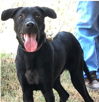 Foto de um cachorro, em pé num jardim, olhando para cima com a língua para fora. Ele tem porte grande, olhos pretos e pelos baixos também pretos.