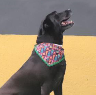 Cachorro grande, de pelo preto, usando bandada colorida no pescoço. Ele está de lado (perfil), olhando para o lado, com a boca aberta.