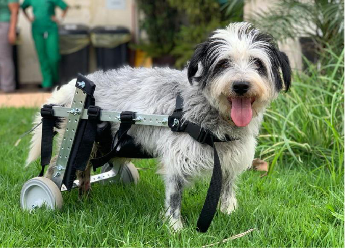 Foto de um cachorro com uma cadeirinha de rodas nas patas traseiras. Ele está em pé em um jardim com a língua para fora. Tem porte médio, olhos pretos e pelos longos brancos com manchas pretas.
