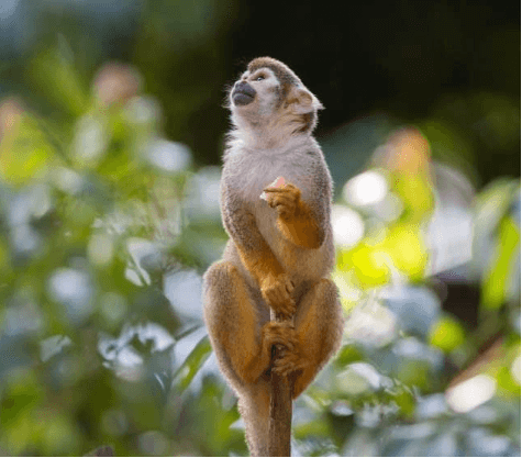 A small monkey on a small tree stump holding a fruit in one hand.