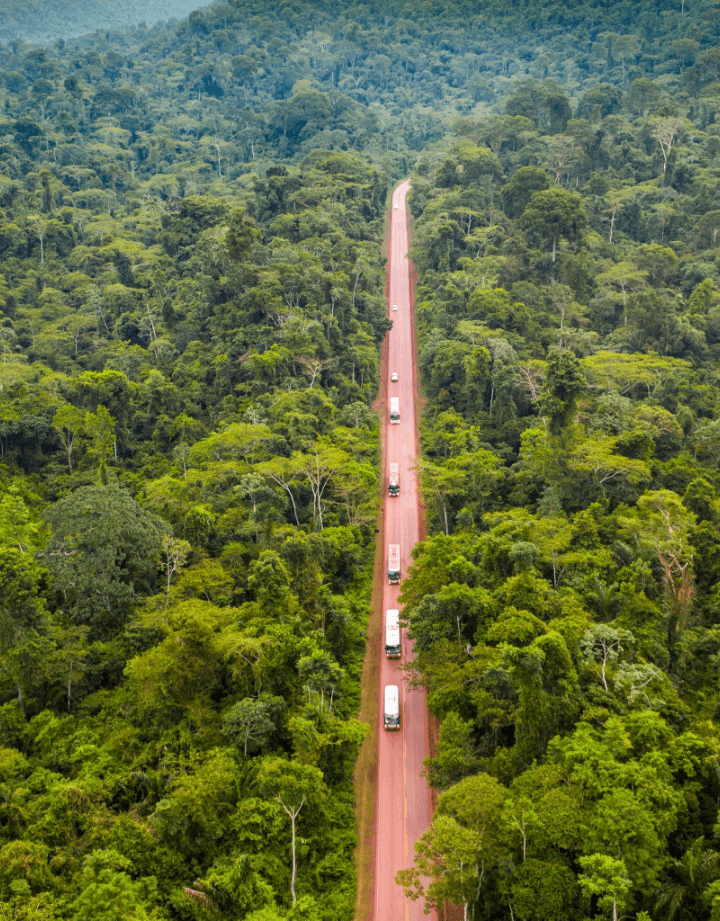 Imagem de uma densa mata com grandes árvores. No meio, há uma estrada de terra com alguns veículos circulando.