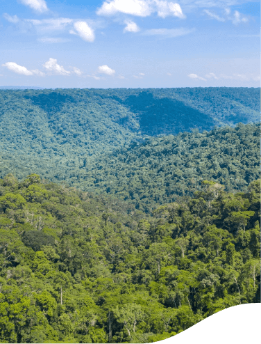 Imagem aérea de uma floresta onde é possível ver apenas a copa das árvores e ao fundo o céu com algumas nuvens.