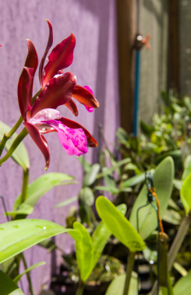 Photo of a pink flower and green leaves