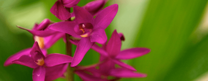 Pink flower with blurred green background.