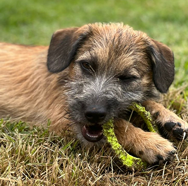 Foto do cachorro deitado na grama. Ele morde um brinquedo amarelo. Seus pelos são caramelo e as orelhas são mais escuras.