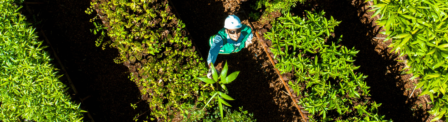 Aerial image of a Vale employee, wearing a helmet, uniform and sunglasses, in the middle of a plantation. Looking up, he holds up a plant.