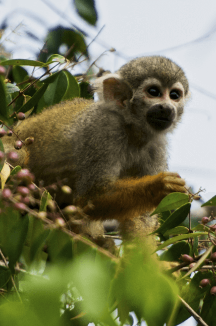 Macaco de pequeno porte, em cima de uma árvore. Na imagem é possível ver as folhas e alguns frutos pequenos.