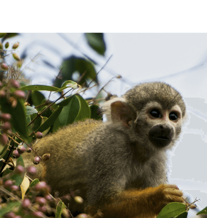 Macaco de pequeno porte, em cima de uma árvore. Na imagem é possível ver as folhas e alguns frutos pequenos.