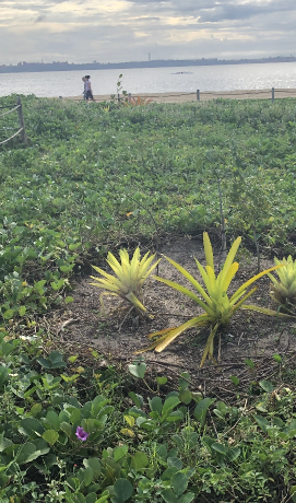 Imagem de um espaço de vegetação com uma planta em primeiro plano. Ao fundo está a praia.