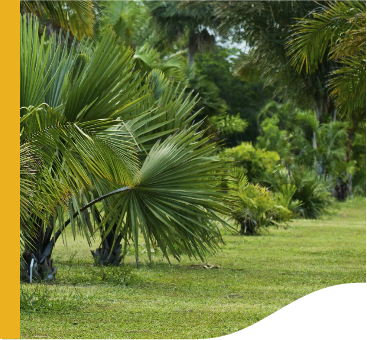 In a lawn, there are several palm trees, some of them very low near the ground.