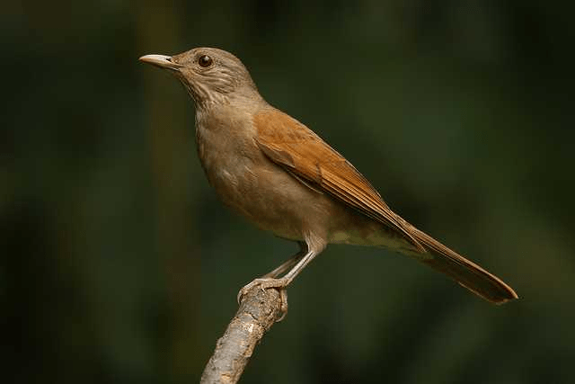 Passarinho de penas marrons. Ele está pousado em um galho de árvore