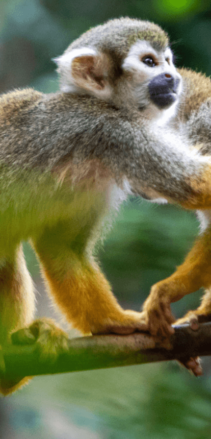 Two small monkeys are together in the picture. They seem to be under the branch of a tree.