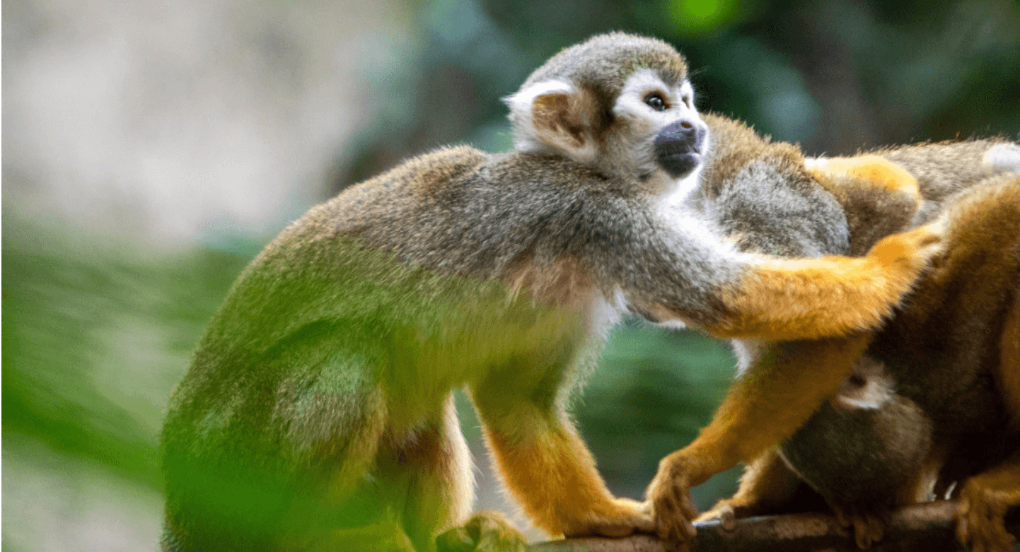 Dois macacos de pequeno porte estão juntos na imagem. Eles parecem estar sob o galho de uma árvore.