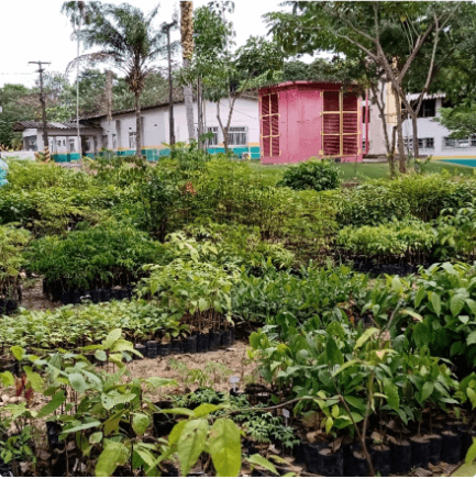 Garden full of small plants. In the background, it is possible to see a concrete structure with doors and windows.