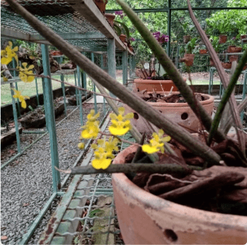 Photo of an orchid garden. In the foreground, there is a clay vase with small yellow orchids.