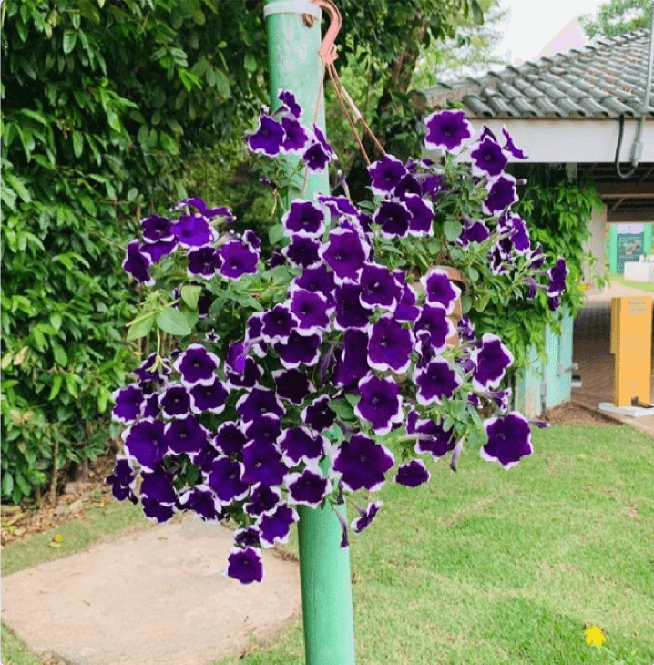 Vaso de flores roxas pendurado em um cano. Ao fundo, há diversas árvores e o chão é de grama.