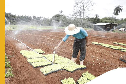 Em uma área de terra com algumas plantas, um homem, de chapéu, liga irrigadores. Ao redor, há diversas árvores.