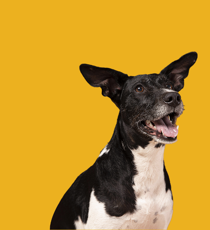 Um cachorro de pelos curtos, pretos e brancos, está com as orelhas levantadas e a boca aberta.