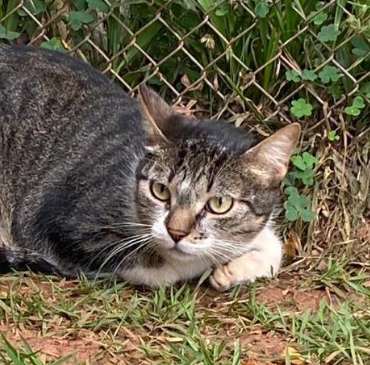 Foto de um gato deitado na grama. Ele tem porte médio, olhos verdes e pelos curtos nas cores preto, branco e cinza. Atrás dele, há grades de metal.
